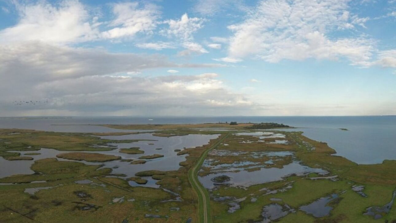 Alemanha remove 4,5 km de diques e devolve 200 hectares ao mar, restaurando marismas que reduzem ondas, erosão costeira e capturam carbono.
