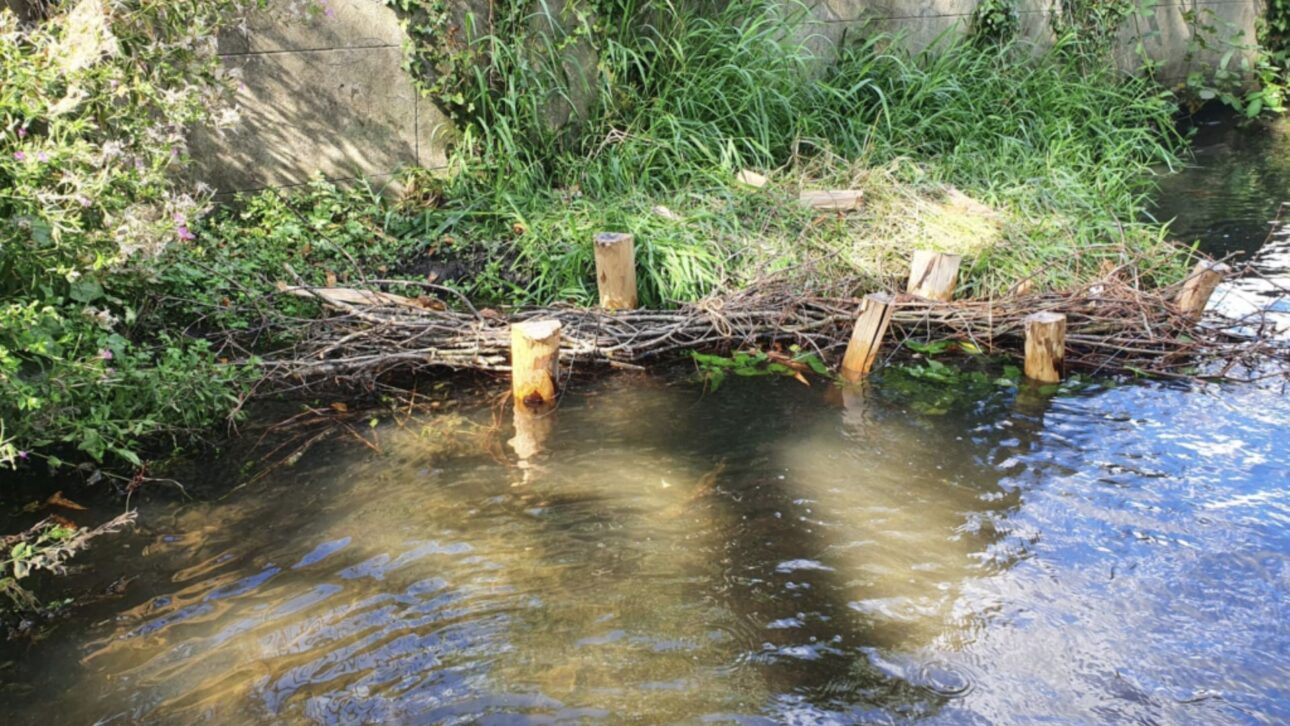 Londres redesenha 1,25 km do Beverley Brook com bermas de galhos e 1.200 estacas, usando sedimentos para recriar margens naturais e habitats.