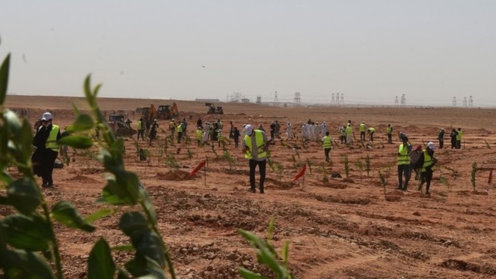 Plano da Arábia Saudita para plantar 10 bilhões de árvores no deserto promete reduzir o calor, mas levanta dúvidas sobre água suficiente.