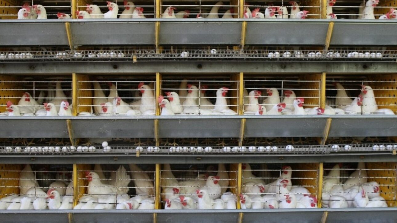 Global Eggs atinge US$ 8 bilhões após aporte dos EUA e expansão global, consolidando Ricardo Faria como destaque do agronegócio.