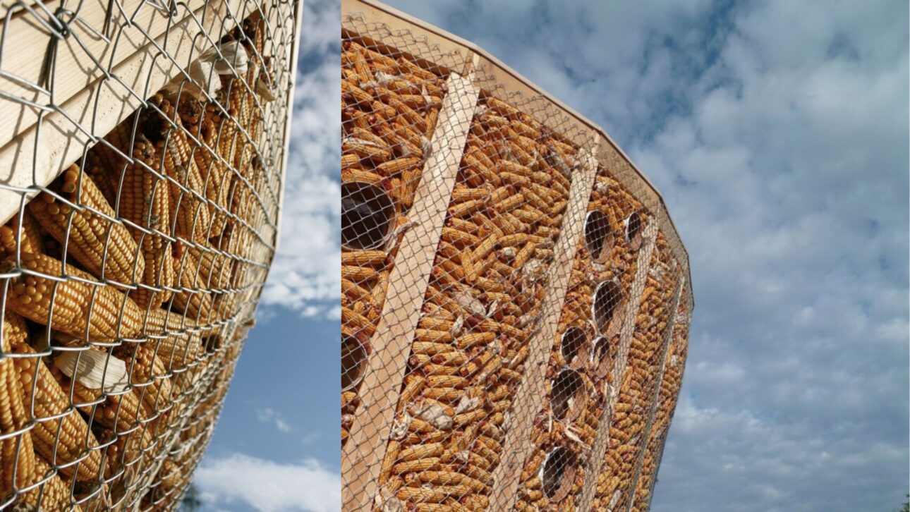Casa circular feita com sabugos de milho e madeira chama atenção por baixo custo, sustentabilidade e inovação na construção.