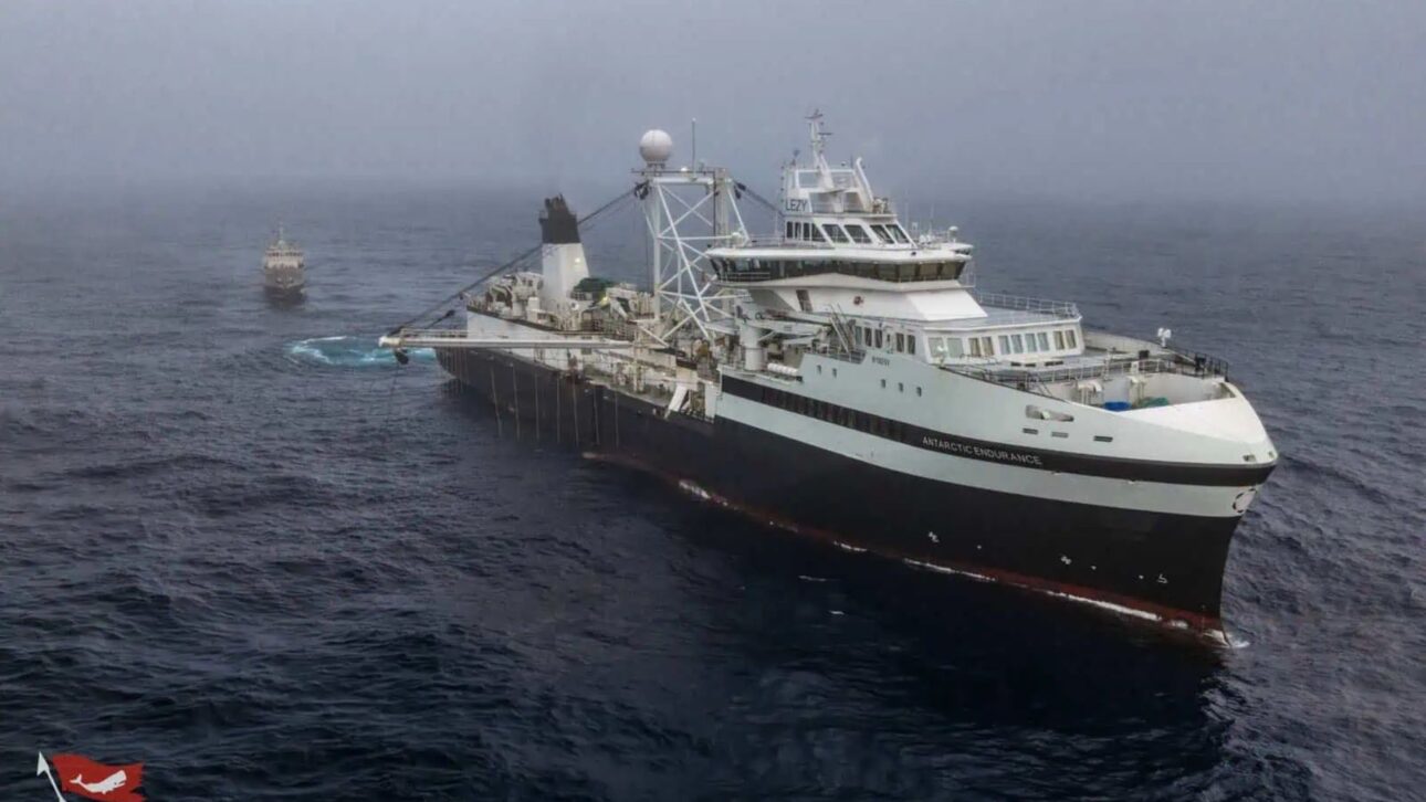 Navio que saiu da Antártica chega ao Brasil e revela como a pesca de krill pode afetar baleias, pinguins e o equilíbrio da vida marinha.