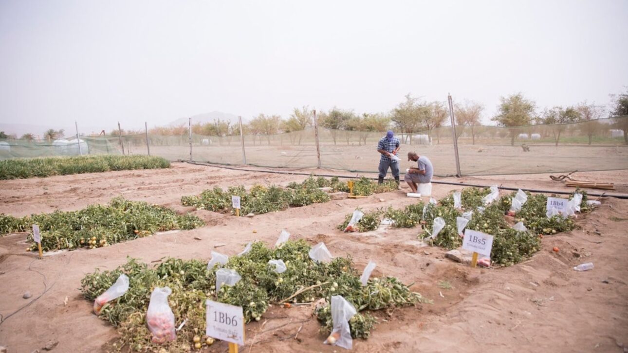 Camada de areia com cera reduz evaporação do solo em até 78% e aumenta produtividade agrícola em regiões áridas, segundo pesquisas científicas.