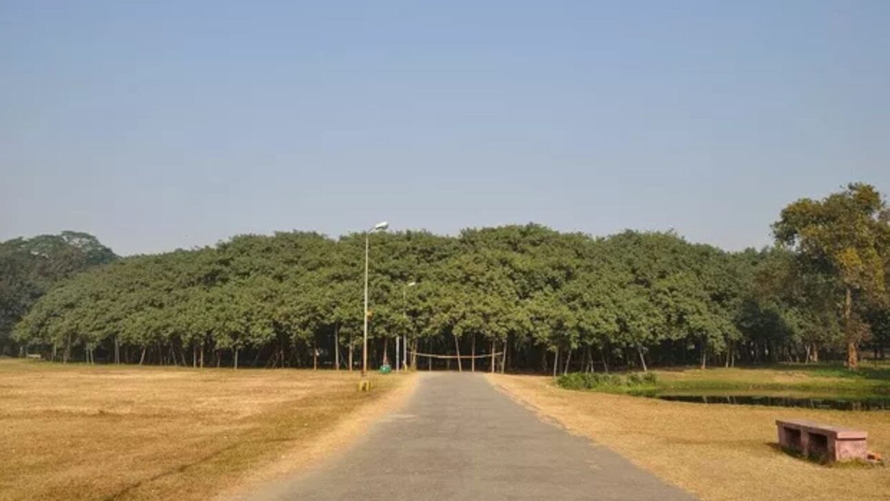 O Grande Banyan, na Índia, parece uma floresta mas é uma única árvore com 8.500 m², 3.000 raízes aéreas e mais de 250 anos de história botânica.