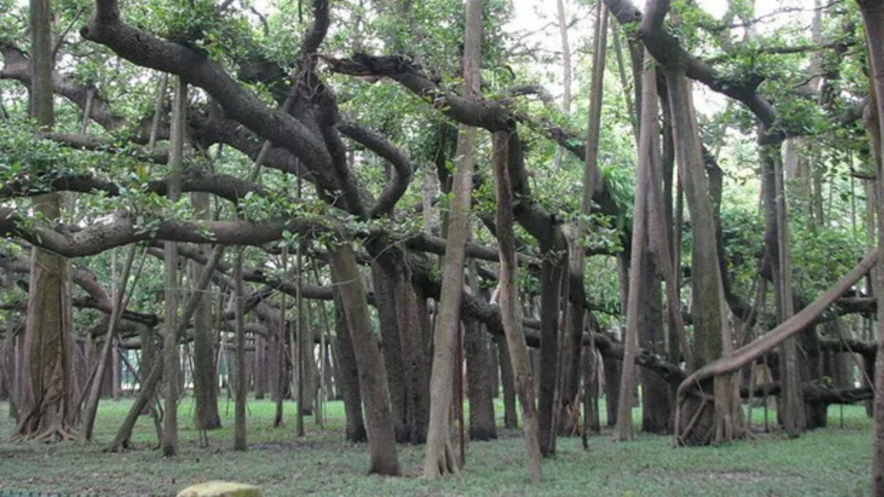 O Grande Banyan, na Índia, parece uma floresta mas é uma única árvore com 8.500 m², 3.000 raízes aéreas e mais de 250 anos de história botânica.
