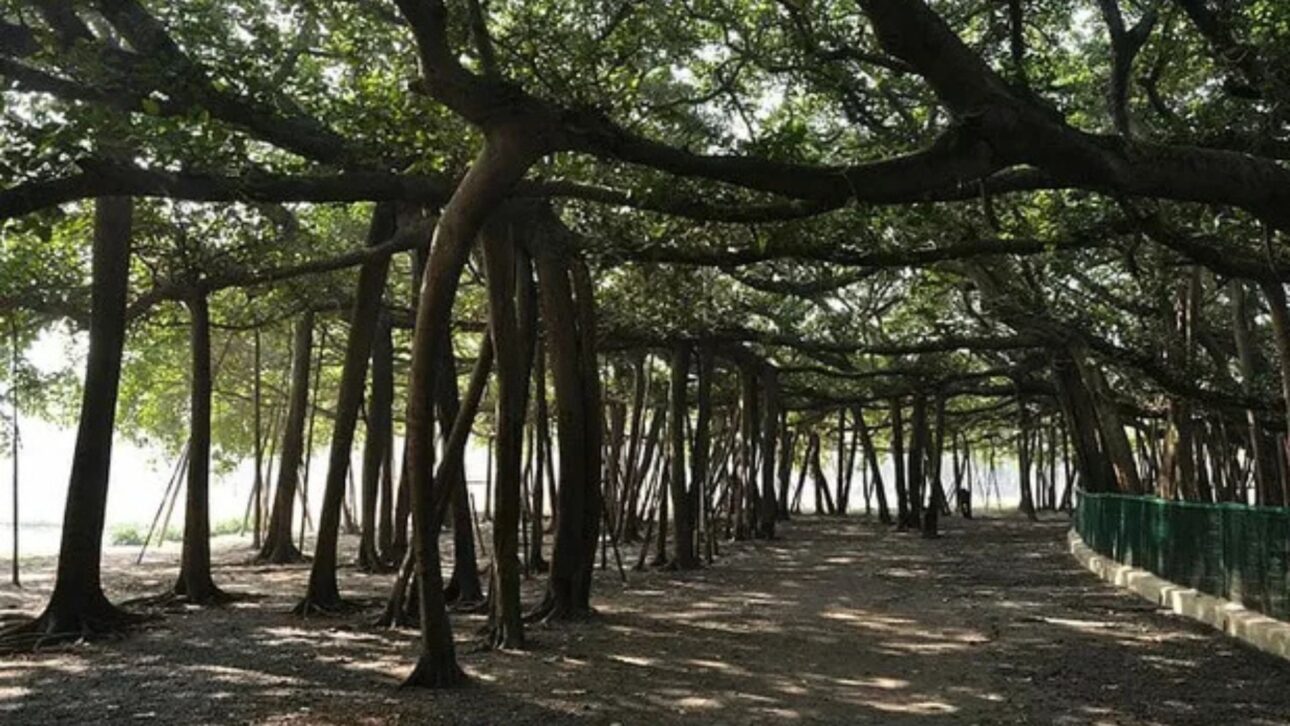 O Grande Banyan, na Índia, parece uma floresta mas é uma única árvore com 8.500 m², 3.000 raízes aéreas e mais de 250 anos de história botânica.