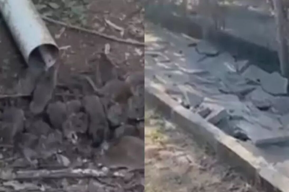 Infestação de ratos em Bento Gonçalves leva prefeitura a fechar centro de reciclagem após calçada ceder.