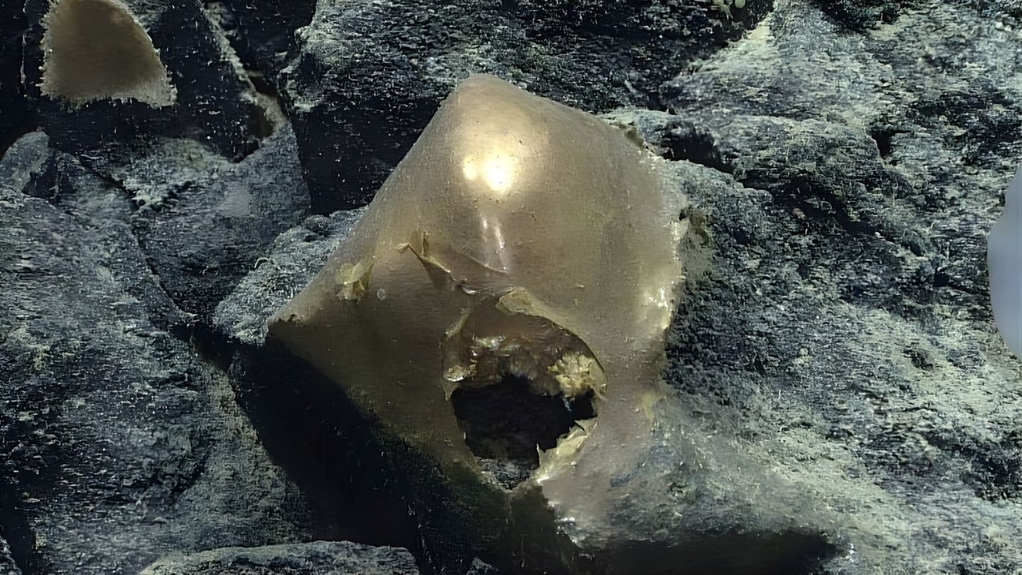 Objeto misterioso encontrado a 3.300 m no Golfo do Alasca intriga cientistas da NOAA: espécime biológico dourado coletado pelo ROV Deep Discoverer segue sem identificação.