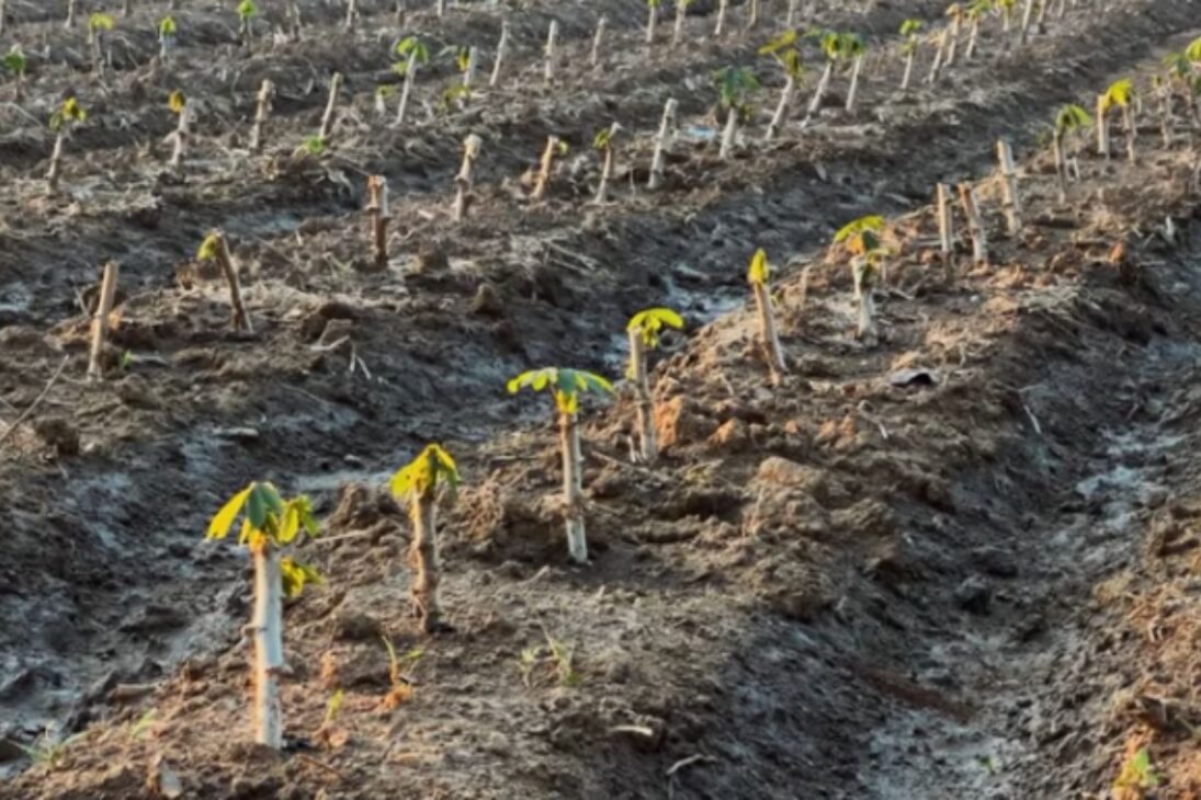 No deserto da Arábia Saudita, o solo recupera infiltração e inspira respostas à seca no Brasil.