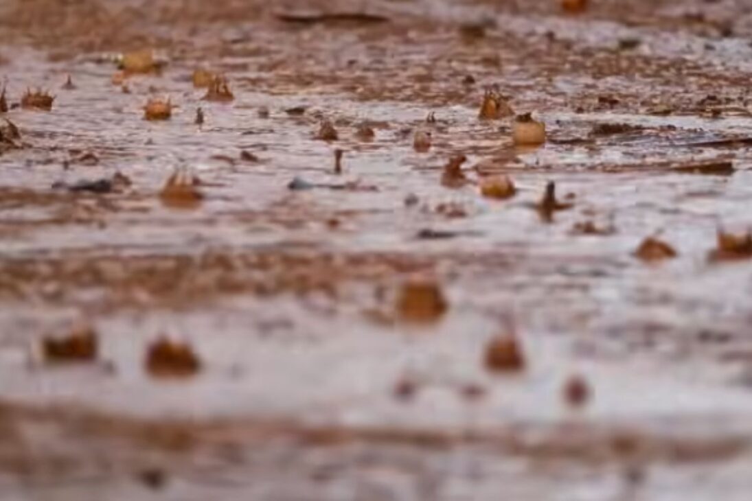No deserto da Arábia Saudita, o solo recupera infiltração e inspira respostas à seca no Brasil.
