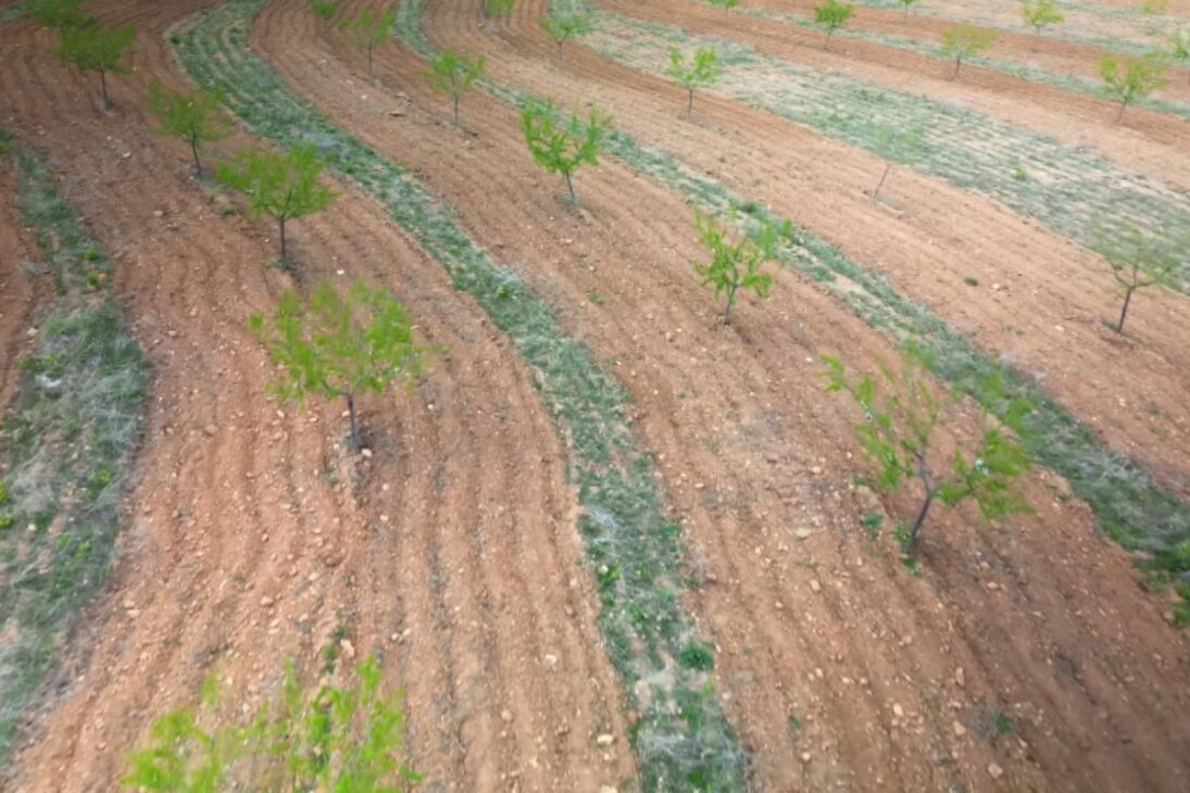 Vilarejo abandonado no Camp Altiplano mostra como regeneração, biodiversidade e monocultura explicam a virada ecológica na Espanha.