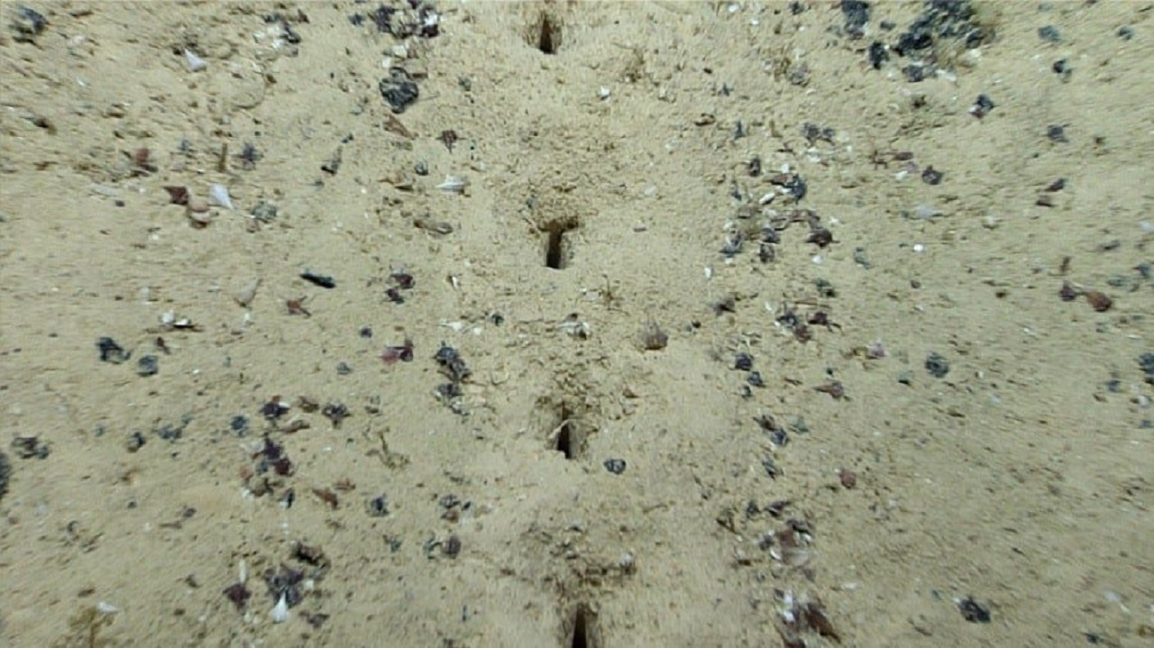A 2.540 metros de profundidade na Dorsal Mesoatlântica, cientistas da NOAA encontraram fileiras de buracos perfeitamente alinhados no fundo do oceano, cada um cercado por pequenos montes de sedimento, o padrão é tão preciso que parece artificial, mas até hoje ninguém sabe o que os criou