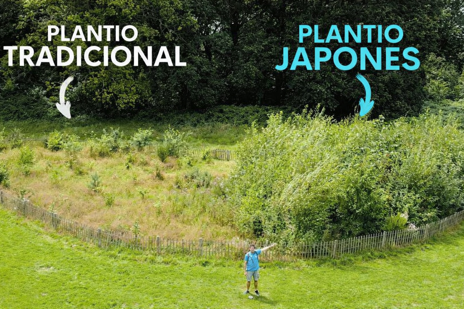 Engenheiro cria método de reflorestamento que transforma pequenos terrenos em florestas densas em poucos anos usando biomassa local e pode reduzir custos de recuperação ambiental