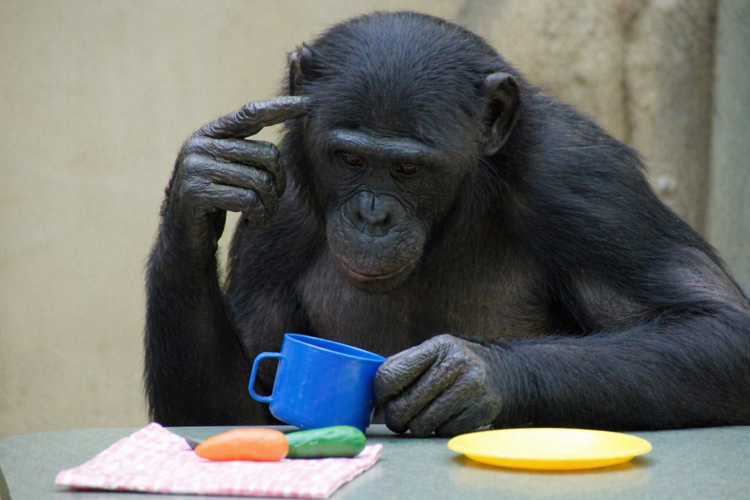 Bonobo demonstra comportamento de faz de conta