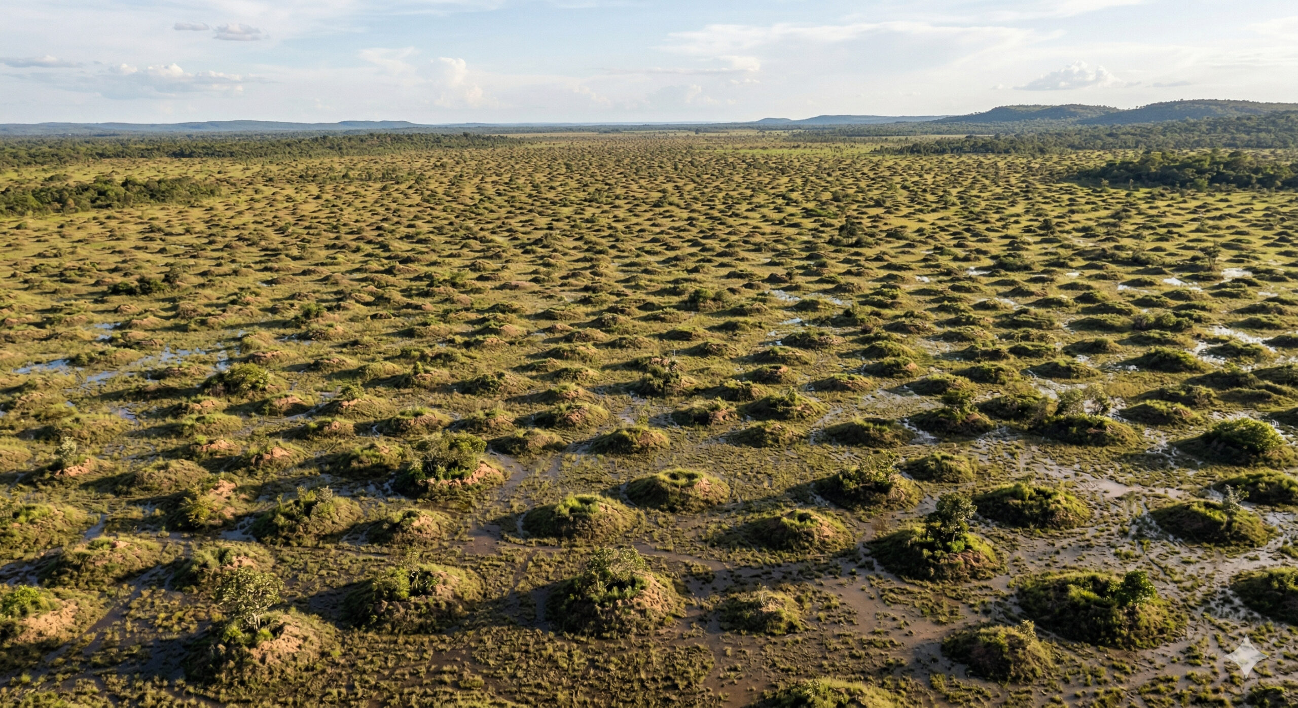 Campos de murundus no Cerrado formam padrões geométricos com montes de até 20 metros, resultado de processos naturais subterrâneos e dinâmica hídrica do solo.