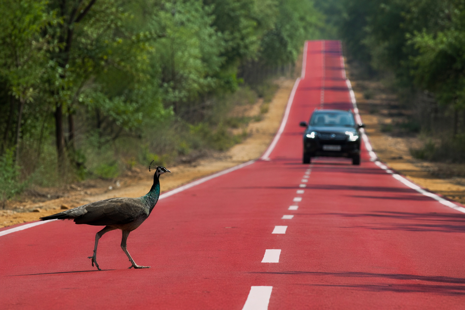 estrada vermelha na Índia com asfalto inteligente e pavimento colorido enquanto ave silvestre atravessa e carro se aproxima em área de travessia animal