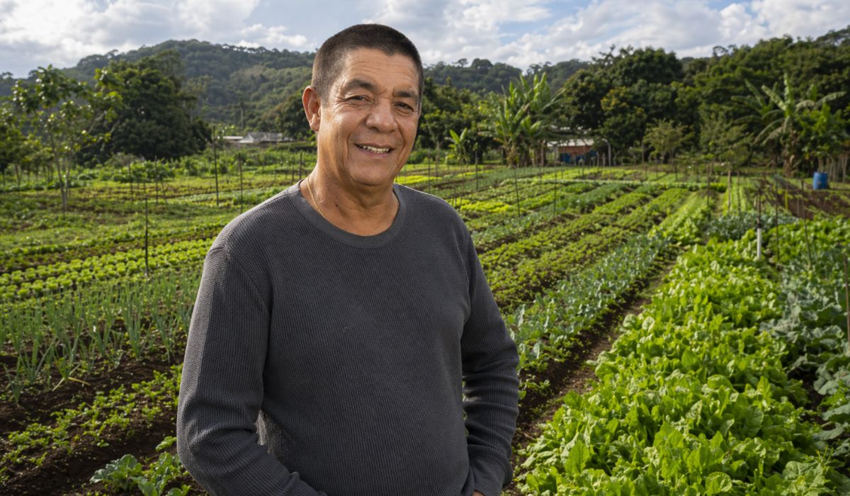 Horta de Zeca Pagodinho em Xerém pode produzir 40 toneladas por ano e reforça a agricultura urbana comunitária na Baixada Fluminense. (Imagem: Ilustrativa)