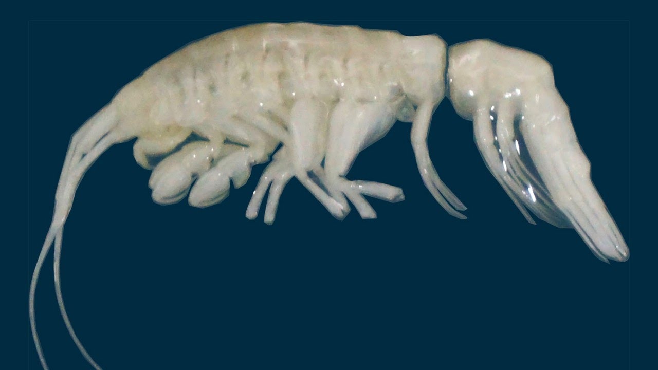 A quase 8.000 metros de profundidade, cientistas descobrem um predador branco e minúsculo na Fossa do Atacama, o primeiro anfípode caçador ativo desse porte encontrado em uma das regiões mais extremas da Terra