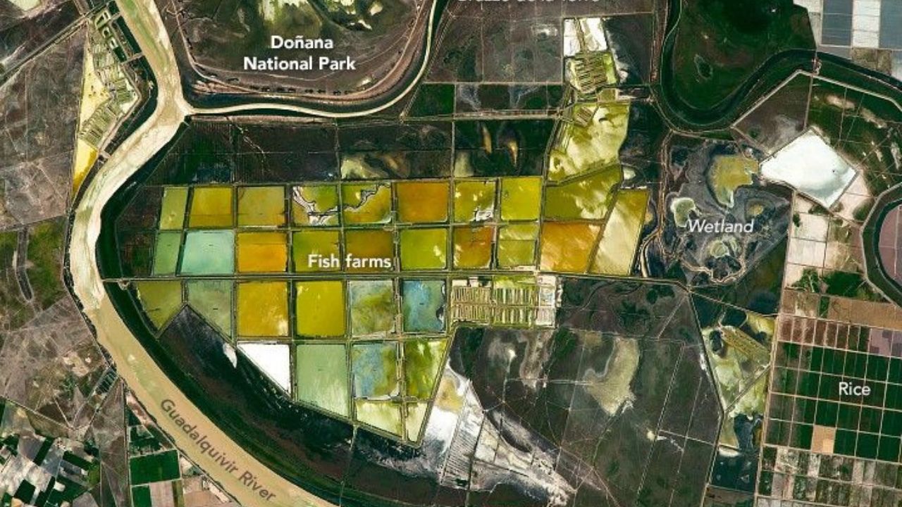 Mais de 36 mil hectares de arrozais e viveiros aquícolas transformaram o delta do Guadalquivir em um grid geométrico visível do espaço, onde canais, diques e marés operam um dos maiores sistemas agro-hídricos da Europa no sul da Espanha