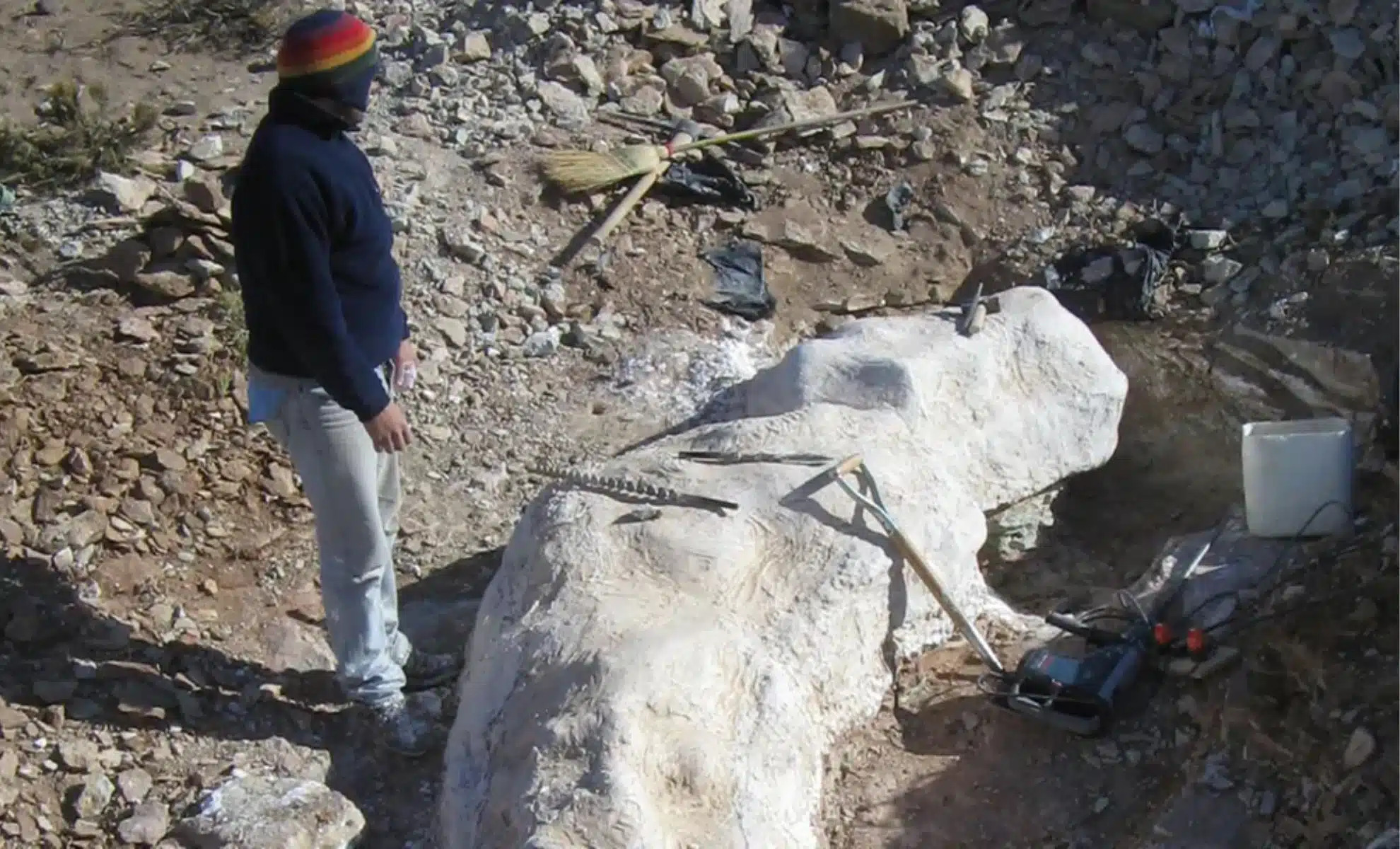 Dinossauro, Fóssil