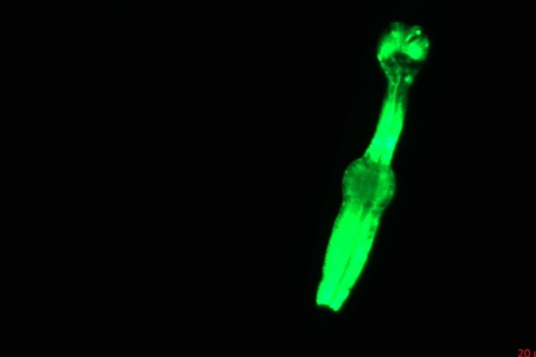 Na ISS, o mini laboratório Petri Pod mede microgravidade e radiação por 15 semanas e ajuda a entender riscos em missões longas.