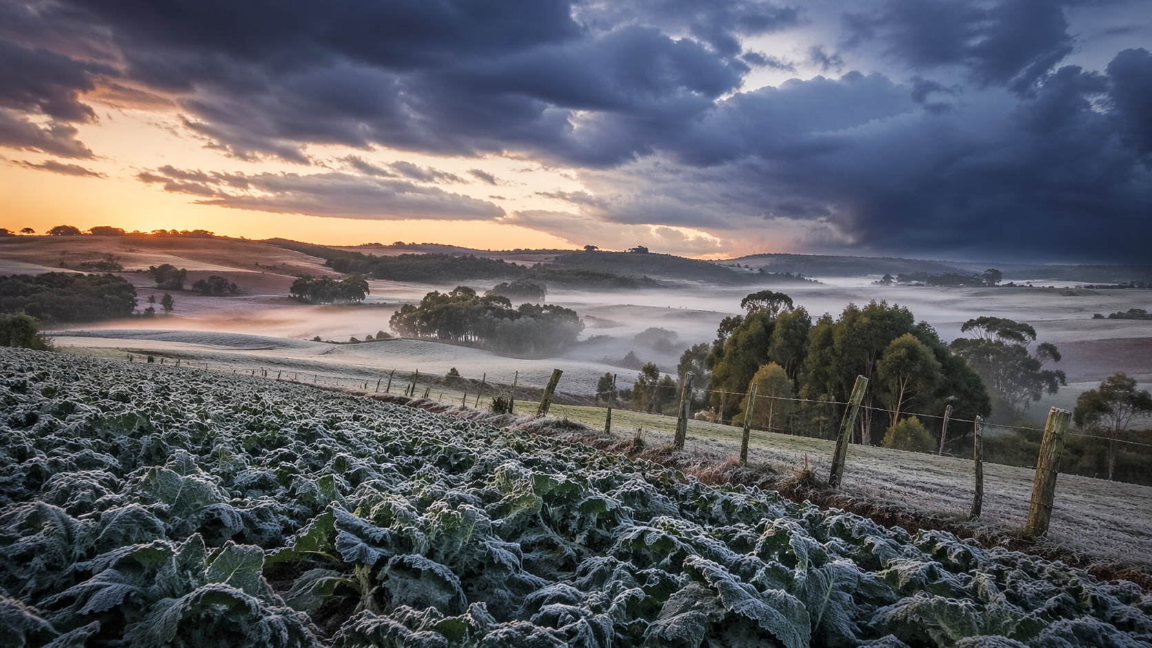 Geada em lavoura no Sul do Brasil causada por massa de ar frio