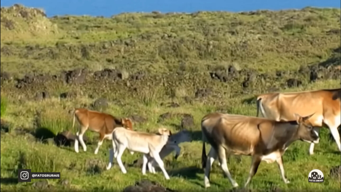 Ilha Vacas, Ilha