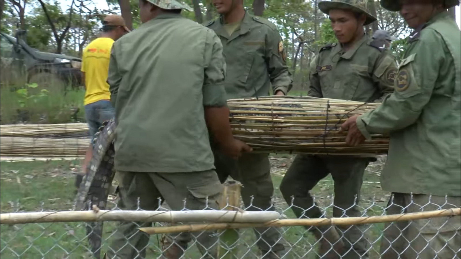 País começa a soltar crocodilos-siamês no Camboja, com 80 animais devolvidos à natureza para recuperar espécie ameaçada e reequilibrar área protegida de Siem Pang