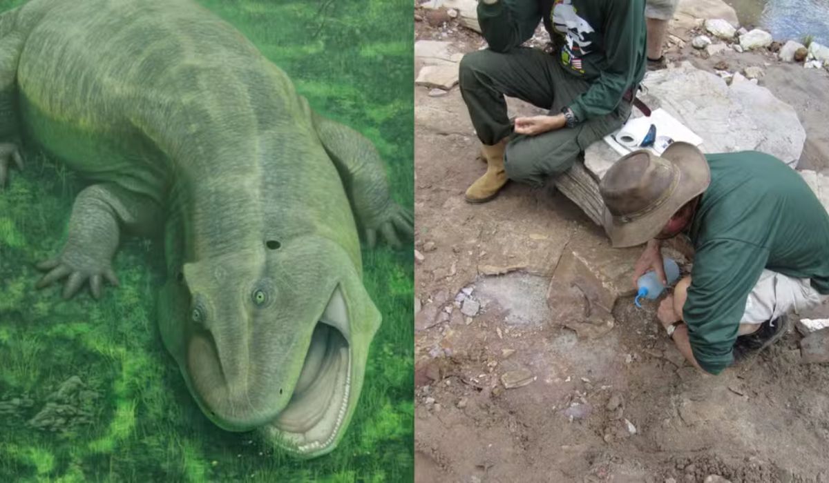 Fóssil encontrado no Brasil revela animal de 275 milhões de anos com mandíbula torcida e dentes laterais, descrito em estudo científico. Foto: Reprodução (UFPI)