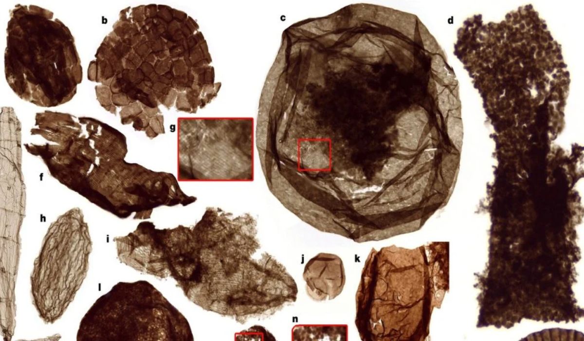 Fósseis representativos. Crédito: Nature (2026). DOI: 10.1038/s41586-026-10533-4/Revista Oeste