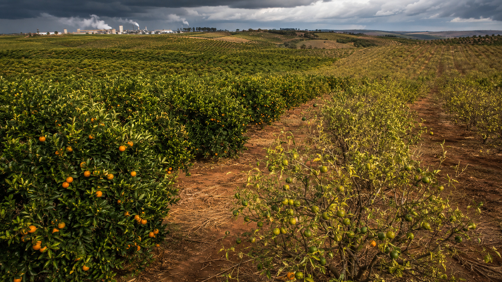 Greening avança sobre quase metade do cinturão citrícola do Brasil, derruba produtividade e ameaça o maior exportador mundial de suco de laranja.