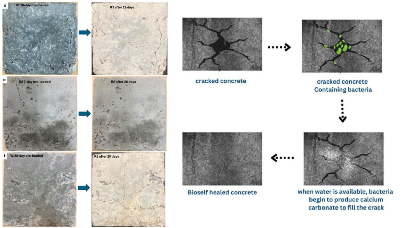 Amostras de bioconcreto indicam redução de fissuras após período de cicatrização mineral. (Imagem: MDPI Buildings)