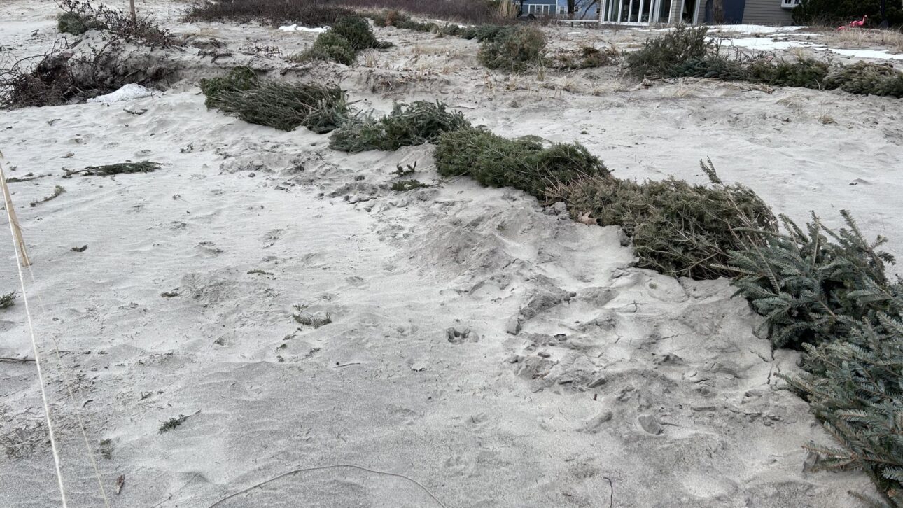 Árvores de Natal descartadas ajudam a reconstruir dunas no Maine e reforçam proteção natural contra erosão costeira.