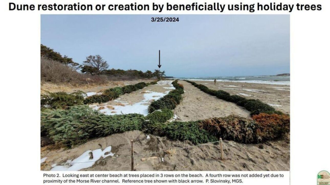 Árvores de Natal descartadas ajudam a reconstruir dunas no Maine e reforçam proteção natural contra erosão costeira.