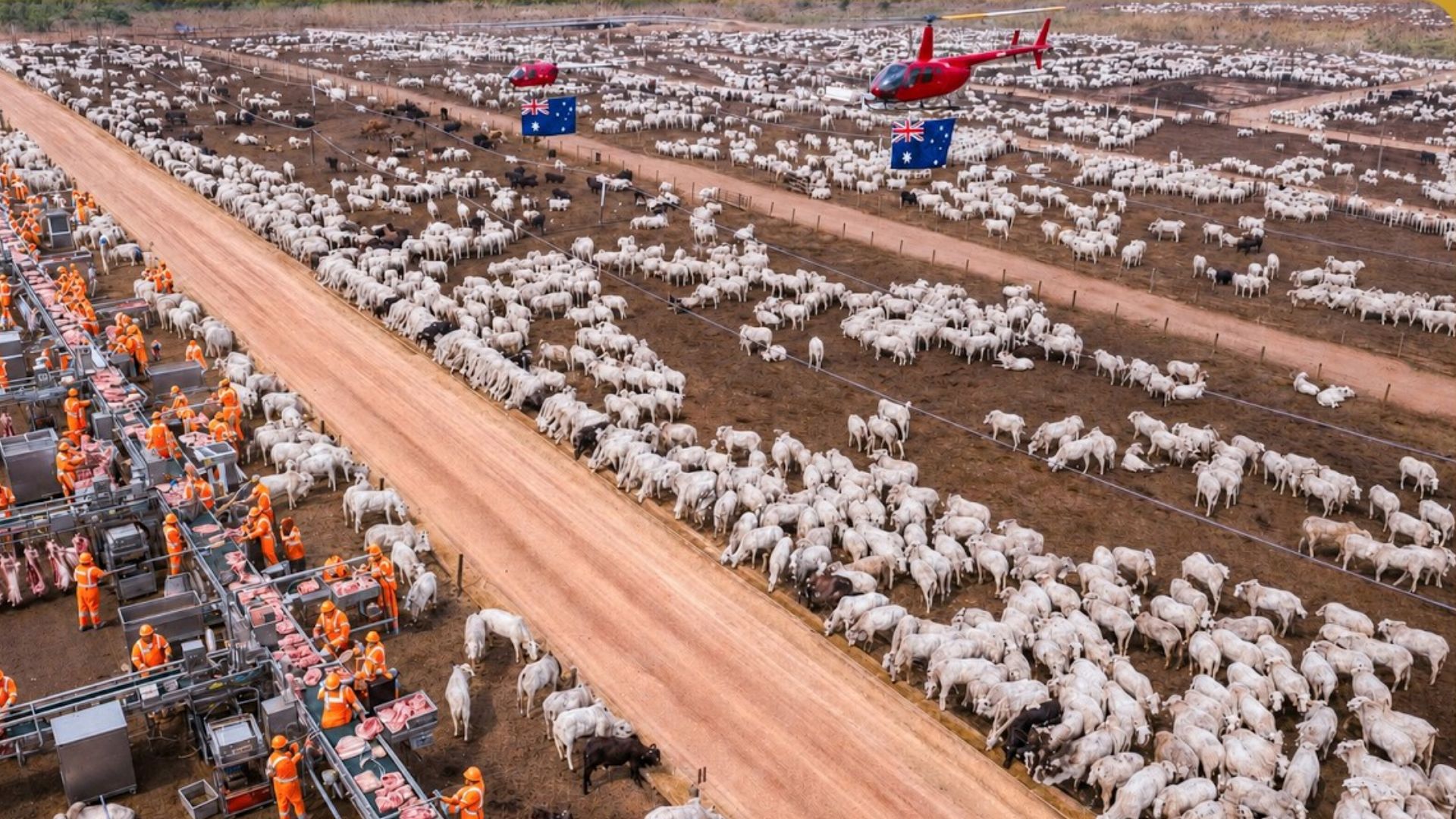 Austrália usa drones, robôs de ordenha, estufas com água do mar e colheitadeiras com GPS para exportar mais de 71 bilhões de dólares por ano em produtos agrícolas.