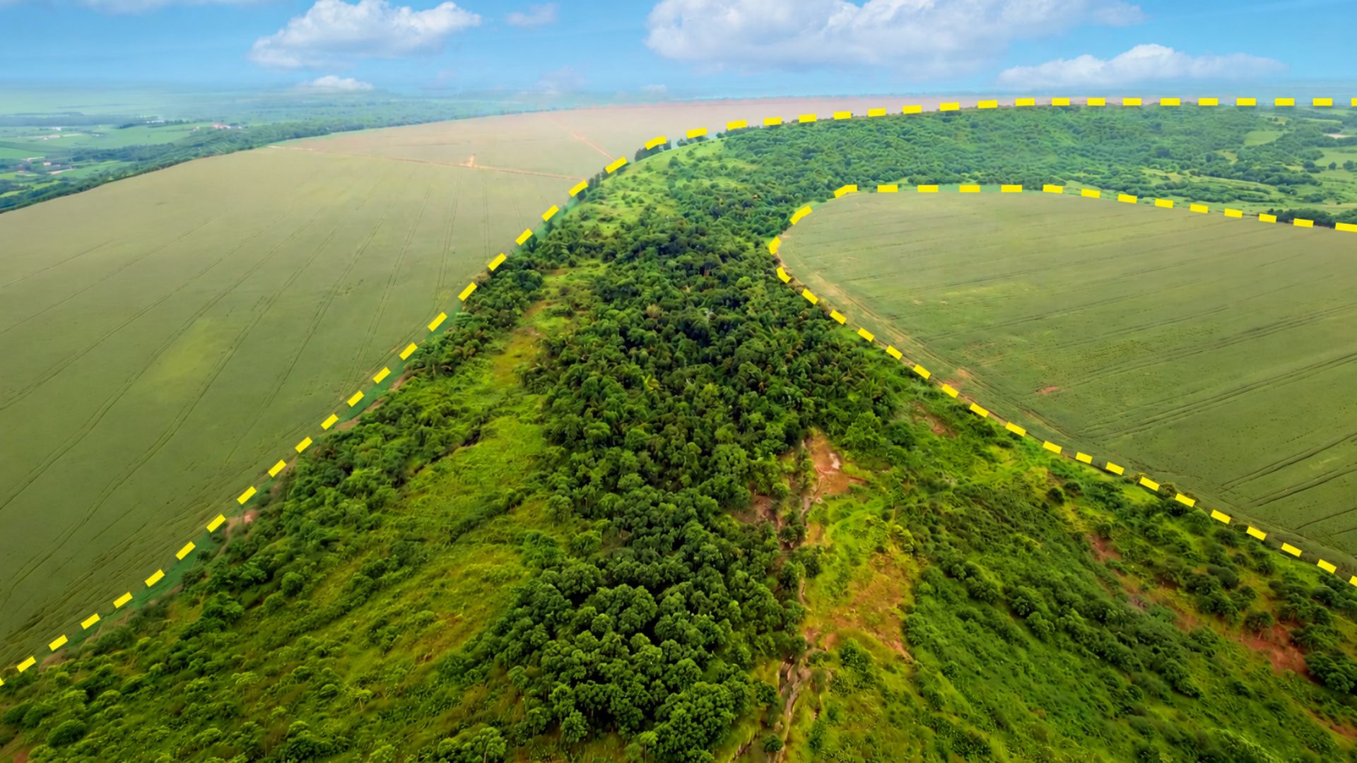 Black Jaguar Foundation lidera projeto que transforma um milhão de hectares de terras degradadas do Cerrado em corredor de biodiversidade ao longo do Rio Araguaia.