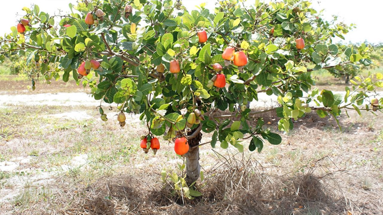 Descubra cómo el sistema profundo de raíces del cajueiro-anão precoce, creado por Embrapa, garantiza la supervivencia a la sequía y la producción rápida en macetas.