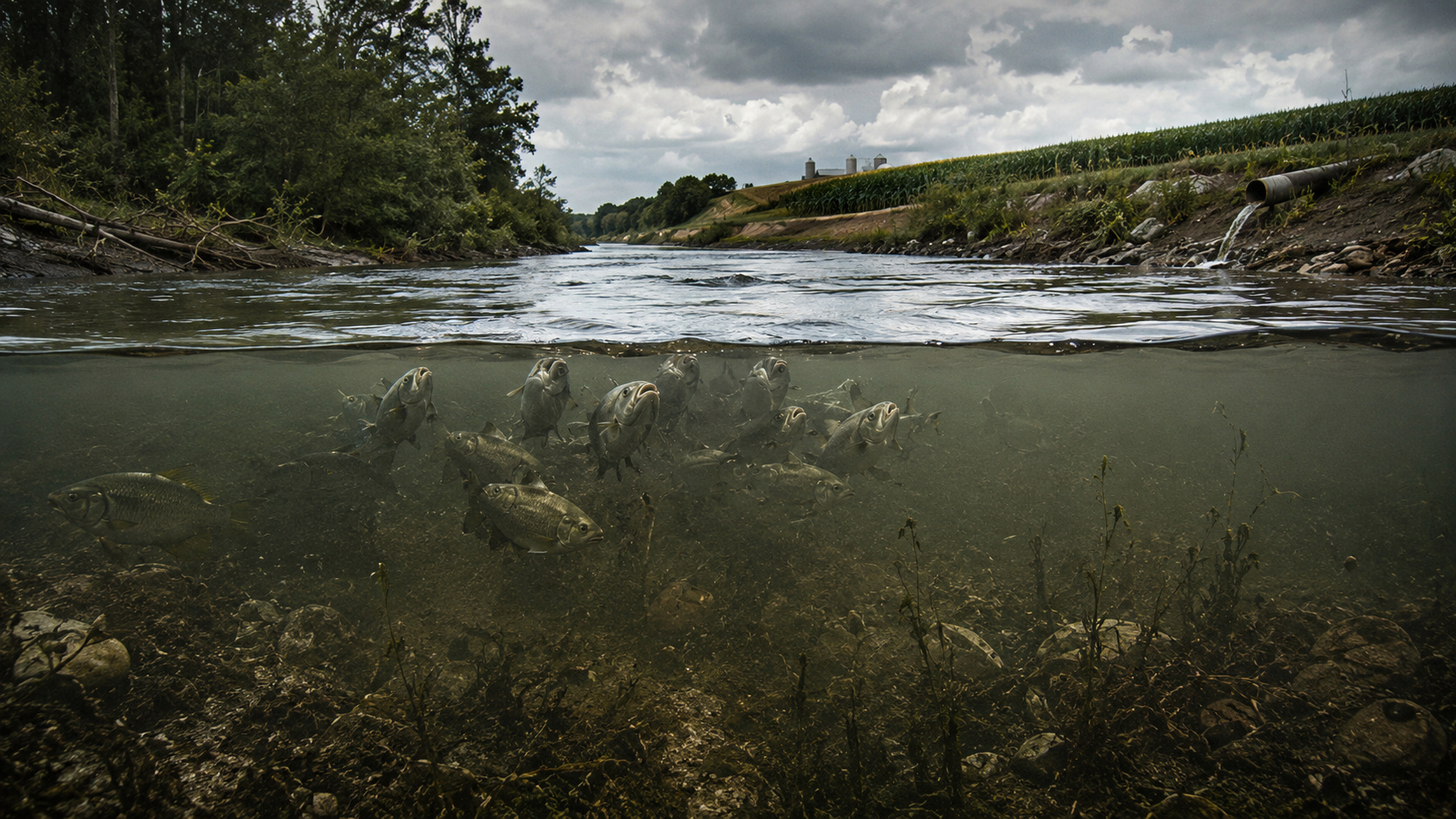 Estudo com mais de 21 mil rios mostra queda global no oxigênio dissolvido da água e alerta para risco crescente de hipóxia em ecossistemas de água doce.