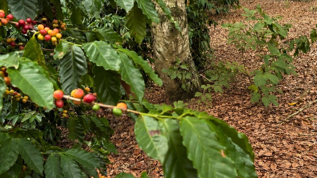 10 millones de árboles en Pontal do Paranapanema impulsan reforestación de la Mata Atlántica con asentados.