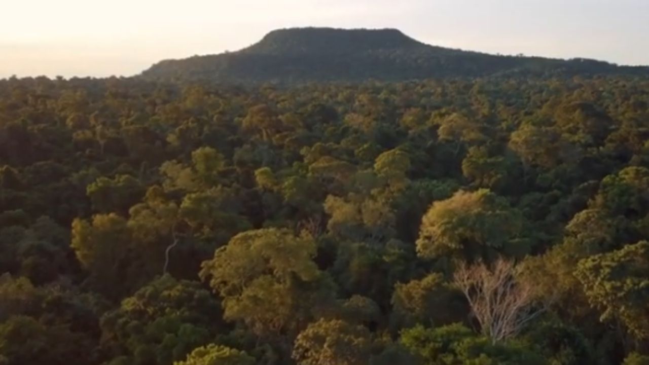 10 millones de árboles en el Pontal do Paranapanema impulsan la reforestación de la Mata Atlántica con asentados.