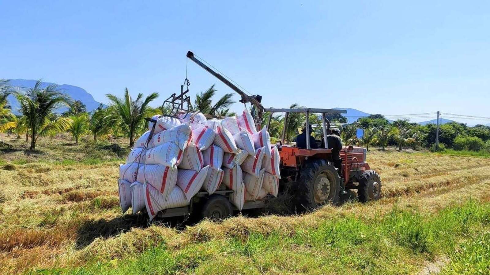 Irmãos criam garra hidráulica, acoplam a trator, e invenção ajuda agricultores a carregar arroz sem esforço pesado, economizar mão de obra e acelerar a colheita