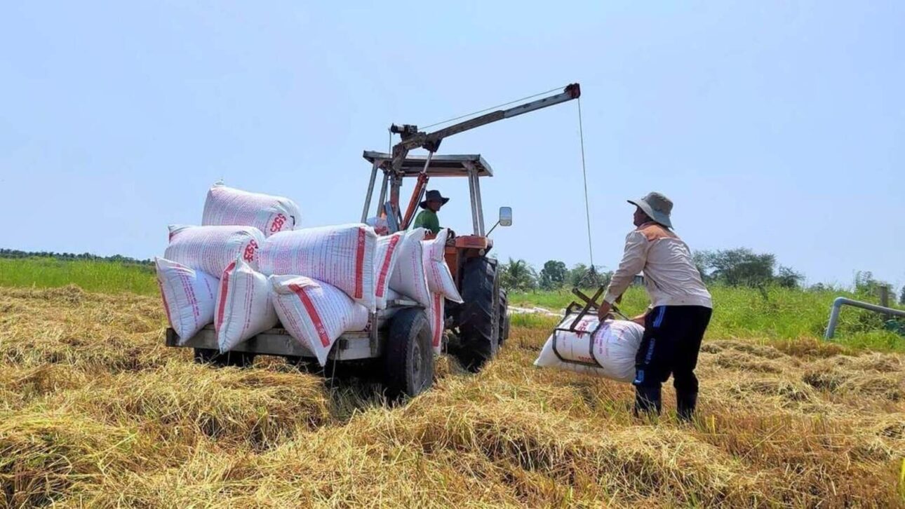 Hermanos crean garra hidráulica, la acoplan a tractor, y la invención ayuda a agricultores a cargar arroz sin esfuerzo pesado, ahorrar mano de obra y acelerar la cosecha