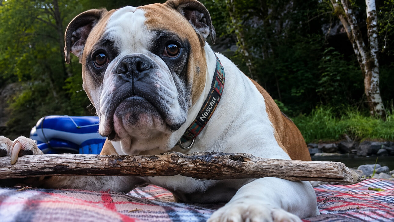 A campanha Pet Naming Rights mostrou como pets com nomes de marcas viraram assunto no Brasil