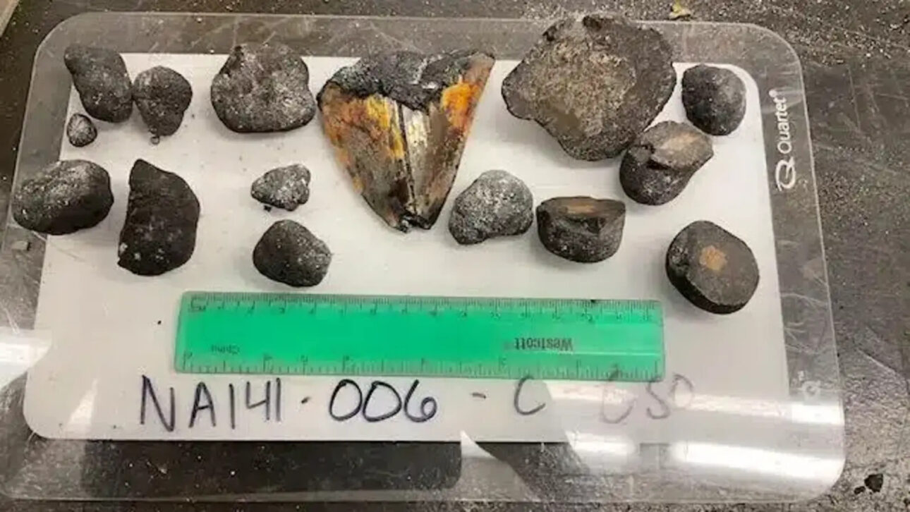 Robot found fossil tooth on the seabed in 2022