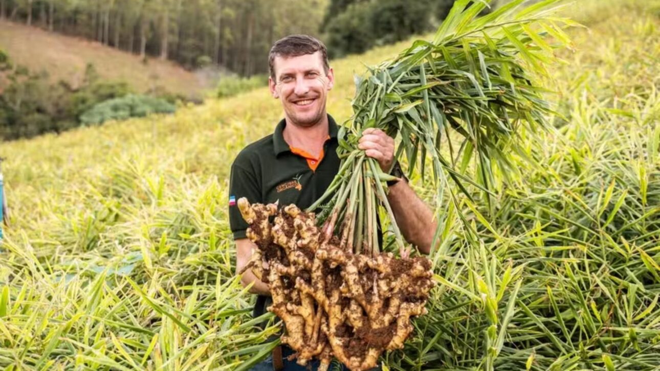 Alexandre Lemke Belz em sua plantação de gengibre em Santa Leopoldina (ES) — Foto: Divulgação