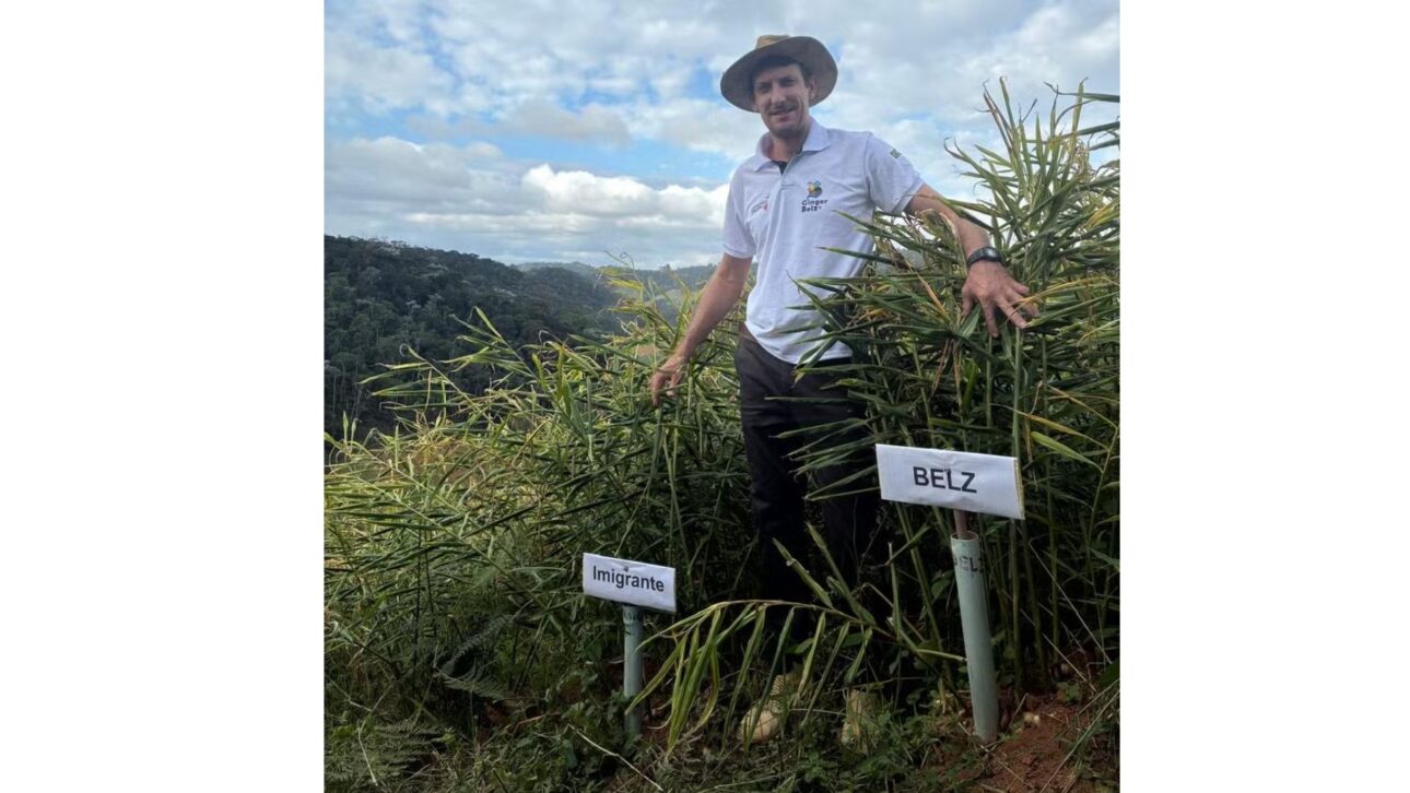 Alexandre Lemke Belz produz e exporta gengibre orgânico — Foto: Divulgação