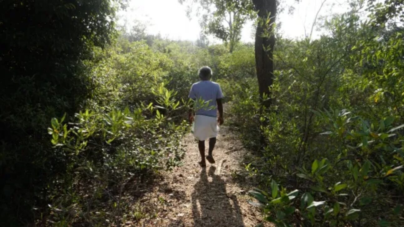 D. Saravanan caminhando pela floresta que ele construiu.