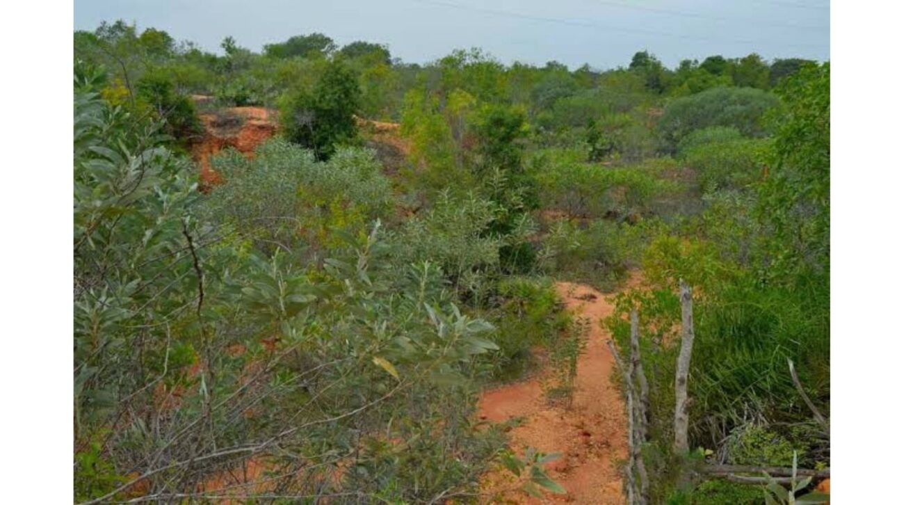 Na Índia, um agricultor transformou 40 hectares de terra árida numa floresta nativa com 35.000 a 40.000 de árvores e 900 espécies, um santuário de biodiversidade.