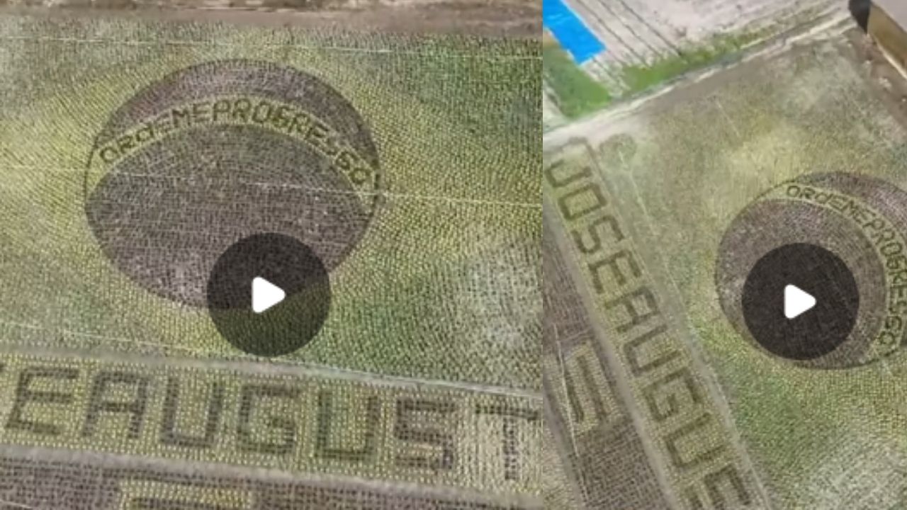 Lettuce plantation in Brumadinho becomes Brazilian flag made by farmer during the World Cup.
