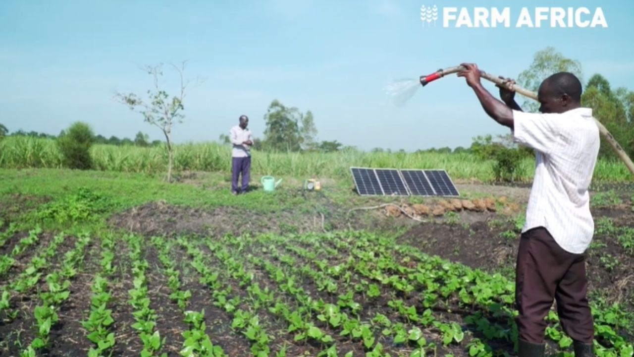 energia solar em Uganda: Farm Africa usa microirrigação para ampliar segurança alimentar em comunidades rurais.